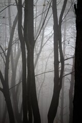 Obraz premium fog in the woods