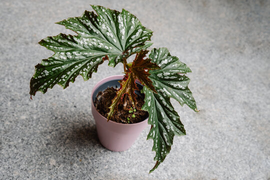 Cutting of Begoina Spotlight Green growing in a pot
