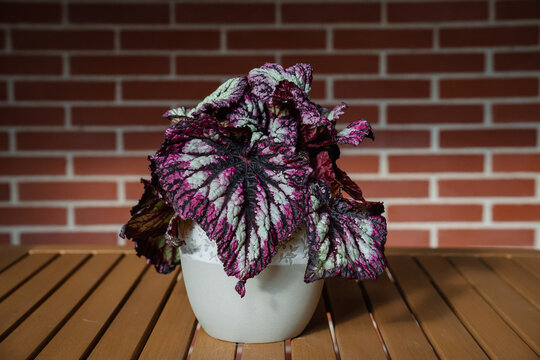 Young and bushy Begonia Fireworks growing in a decorative pot