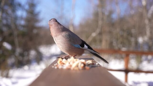 Eurasian Jay Eating and Looking at Camera in Winter Forest, Close-Up Wildlife Bird