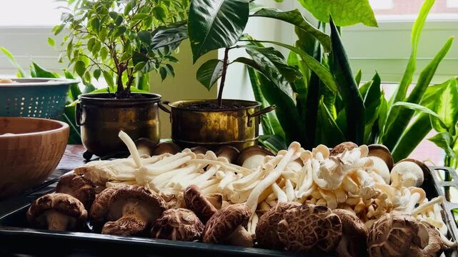 Assorted fresh mushrooms: king oyster, shiitake, enoki, and champignons on a baking sheet and in bowls. Kitchen scene with green plants, ideal for cooking process and healthy food concepts.
