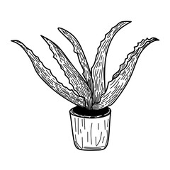 vector illustration of a sketch of aloevera