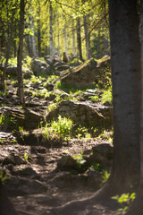 A stone on a mountain forest road