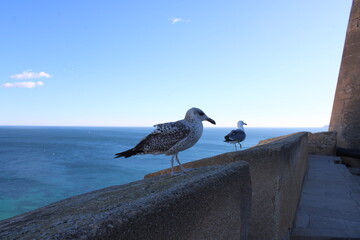 M&ouml;we. Vogel. Meer. Natur. Spanien