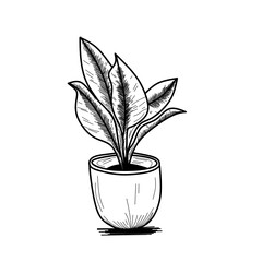 plant in a pot