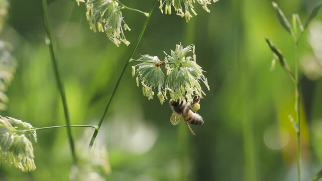 Bee collects pollen from a plant