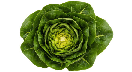 Fototapeta premium Fresh butter lettuce isolated PNG on transparent background, vibrant green leafy vegetable for healthy eating and salad preparation