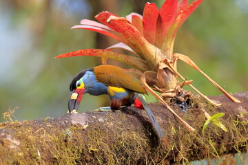 Plate-billed mountain toucan, Andigena Laminirostris, Ecuador © Kamil