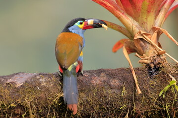 Plate-billed mountain toucan, Andigena Laminirostris, Ecuador © Kamil