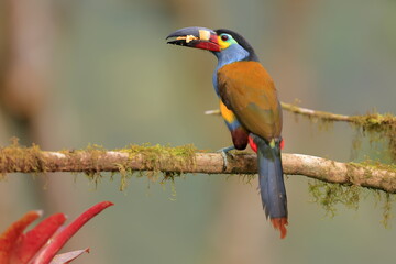 Plate-billed mountain toucan, Andigena Laminirostris, Ecuador © Kamil