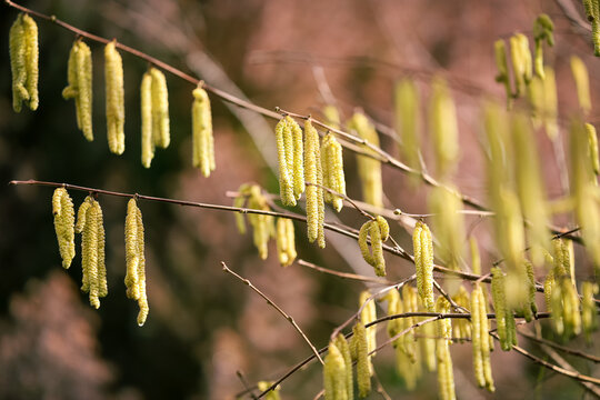 Hazel tree catkins in spring