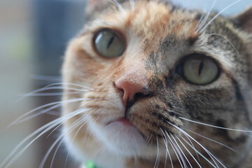 portrait of a cat © Caio