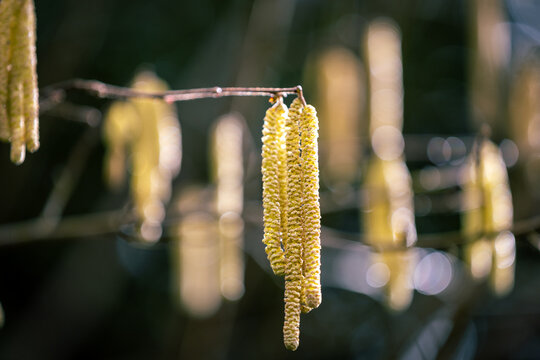 Hazel tree catkins in spring