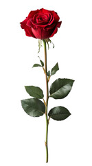 A red rose on a transparent background.