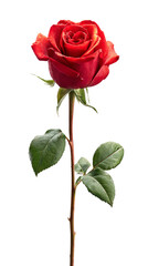 A red rose on a transparent background.