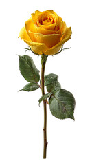A yellow rose on a transparent background.
