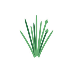 Flat Vector Illustration of Chive Plant with Upright Green Stalks © umar