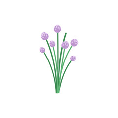 Fototapeta premium Minimalist Flat Vector Illustration of Chives with Purple Flowers on White Background
