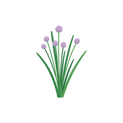 Fototapeta premium Elegant Flat Vector Chives Plant with Purple Flower Globes on White Background
