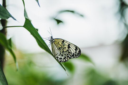 Rice paper butterfly resting on green leaf in nature