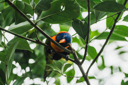 Rainbow lorikeet resting in lush green foliage