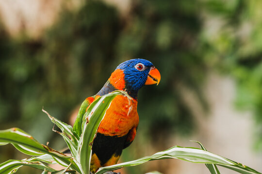 Vibrant rainbow lorikeet perched in lush greenery