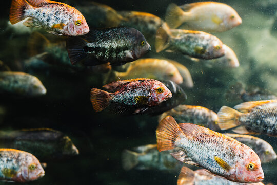Colorful cichlid fish swimming in freshwater habitat