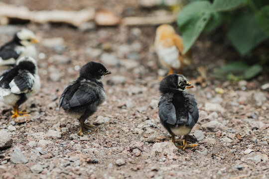 Baby chicks exploring natural environment