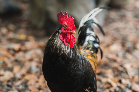 Majestic rooster standing on autumn leaves
