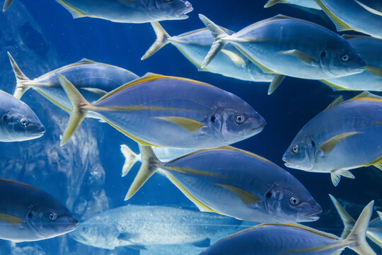 Yellowtail jack fish swimming in clear blue ocean waters