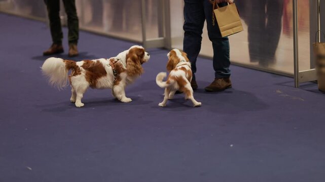 Playful cavalier king charles spaniel puppy running