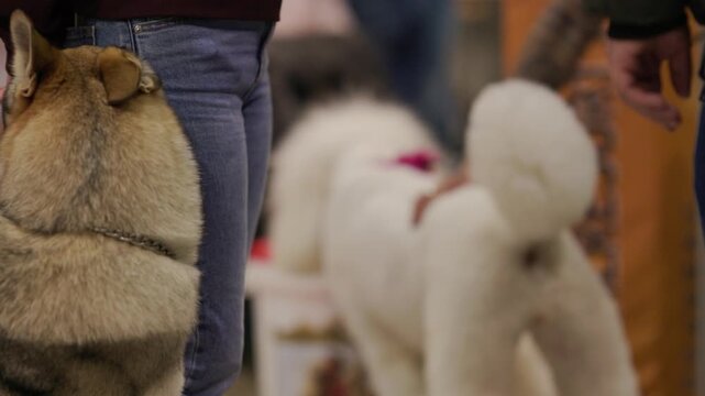 Czechoslovakian wolfdog panting at a dog show