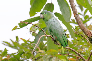 Obraz premium Southern mealy amazon, Amazona farinosa, Parque Nacional Cayambe-Coca, Ecuador