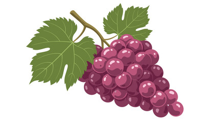 Fototapeta premium Luscious bunch of ripe purple grapes hanging from a brown woody stem with three large green vine leaves in a realistic vector style.
