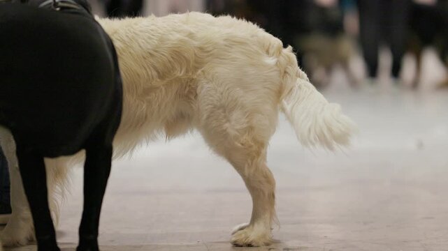 Golden retriever wags tail meeting cane corso at dog show