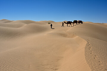 Beduinen zeihen mit ihren Dromedaren durch eine W&uuml;stenlandschaft aus Sandd&uuml;nen, die einen sch&ouml;nen Kontrast zum strahlend blauen Himmel bieten.
