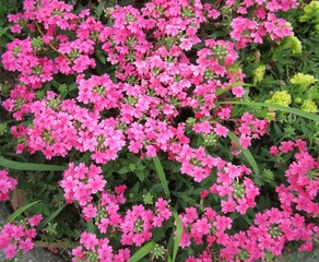 芝桜（シバザクラ）の花のアップ