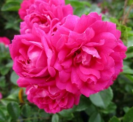 Fototapeta premium ピンクの八重咲のバラの花のアップ