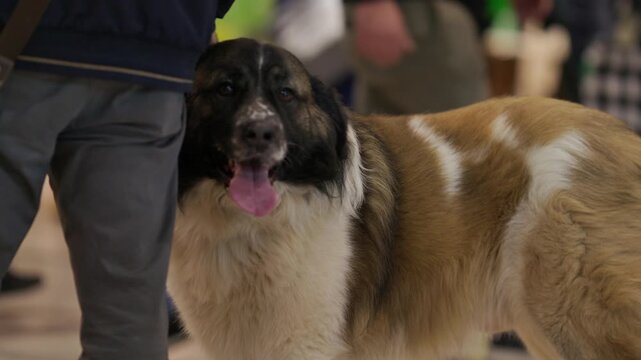 Owner petting a beautiful long haired saint bernard