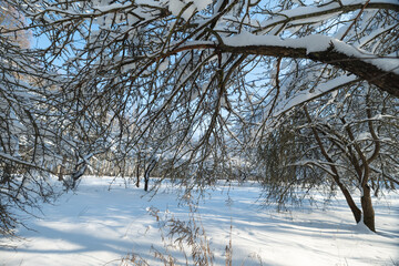 Fototapeta premium Winter forest clearing, Snowy field with sparse woods, Frozen orchard with scattered trees and clear sky, Snowdusted orchard open space with few trees and bright sky