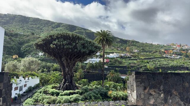 Winter Timelapse of Drago Milenario with Clouds in Icod de los Vinos Tenerife

