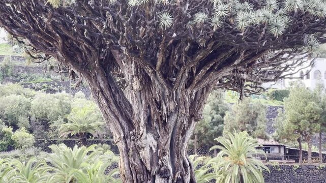 Close-Up of Drago Milenario, Ancient Dragon Tree in Tenerife
