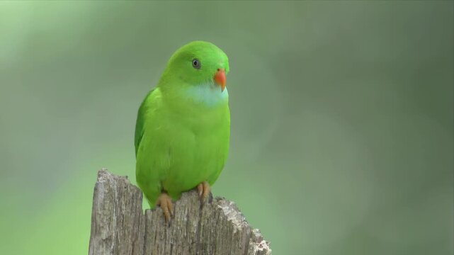 video of a Vernal hanging Parrot is perched on a wooden post. The bird is looking around and chilling
