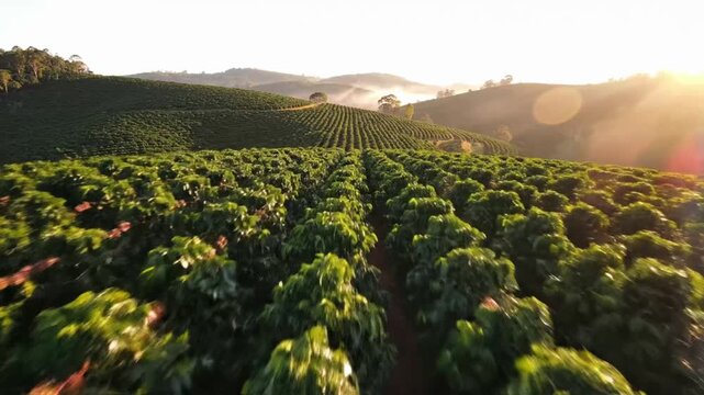 Coffee farm harvest in morning light with green fields and hills in the background