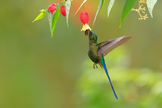 Violet-tailed Sylph - male, Aglaiocercus coelestis,  Ecuador