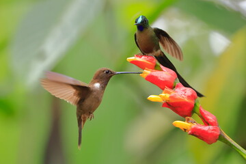 Violet-tailed Sylph - male, Aglaiocercus coelestis,  Ecuador