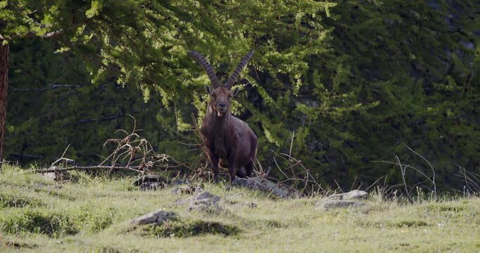 Alpine ibex looking near a tree