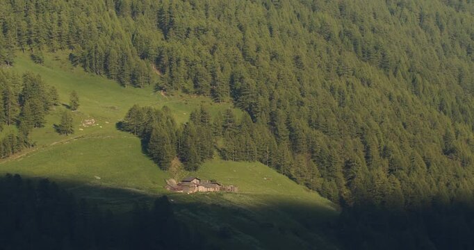 Alpine vegetation with woods and meadows kissed by the last rays of the sun