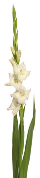 Fleur de Gla&iuml;eul blanc	