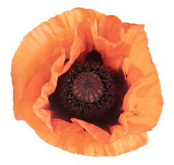 Fleur de Pavot d'Orient	